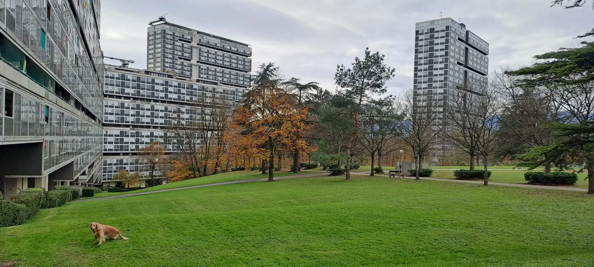 Le lignon